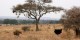 Tanzanie - 2010-09 - 329 - Tarangire - Autruches